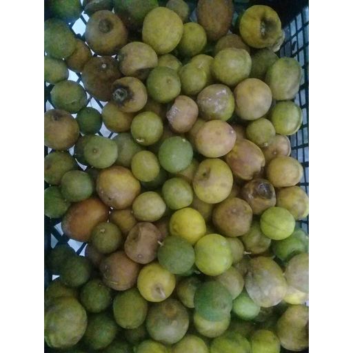 لیمو ترش شیرازی آخر بار